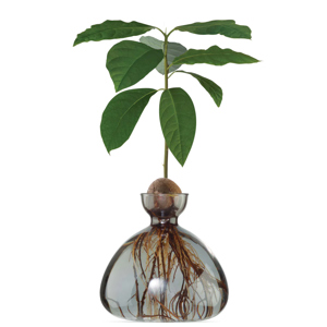 Ilex Studio Avocado Vase